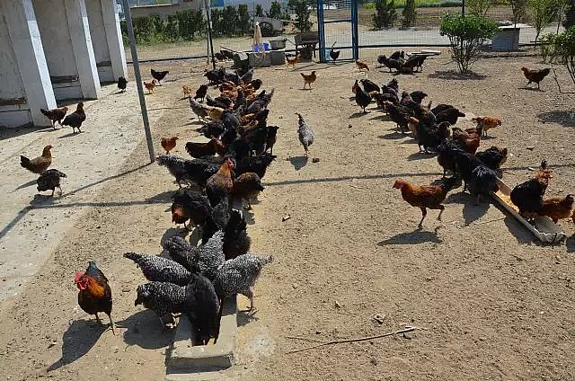 �����V�����a�S�ҡ���@ʽ��ˮ�S