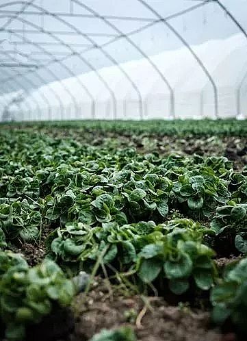 ���x�Ӿ۱�ϩ����NPAM���a(ch��n)�S�ң��Uˮ̎���N�Ĳˣ�߀�ܳԆ�?