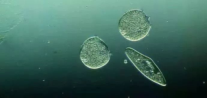 ���V�S��ѭ�h(hu��n)��sˮϵ�y(t��ng)΢����Ŀ��Ʒ���