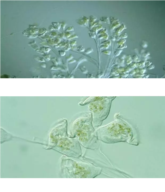 ��(y��u)�|(zh��)�����V�ϏS����ˮ̎��ָʾ��΢�����ȫ!����������