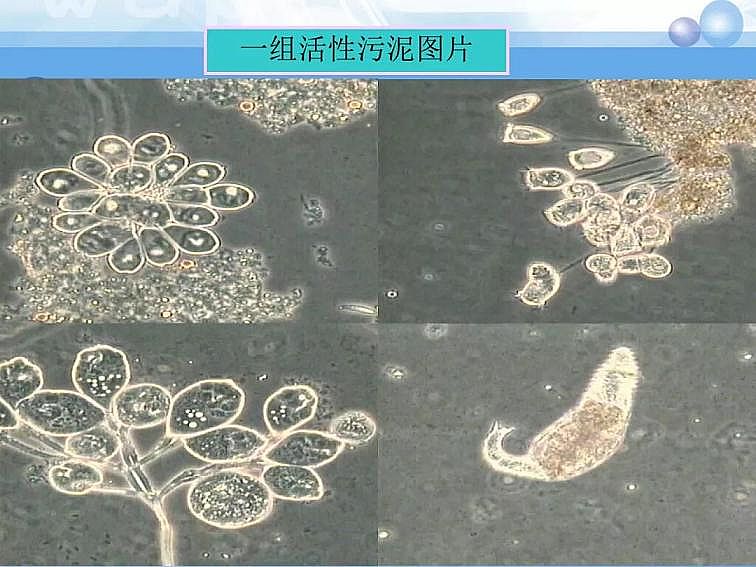 2020��������c���a(ch��n)�S��PPTԔ��������෨ԭ���c��(y��ng)��