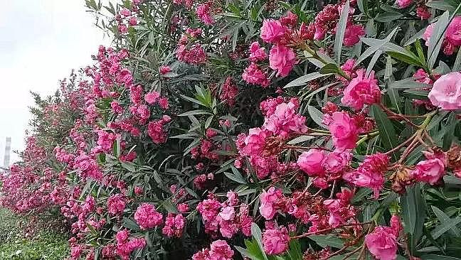 2020��ۺ��Ȼ��FPAFC�S���_��(chu��ng)BOOұ���ИI(y��)�h(hu��n)��������ģʽ