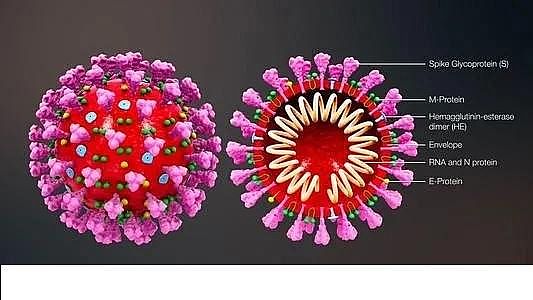 ú�|�w������̿0.5-1mm�S�ҰĴ������о��ˆT�_�l���z�y��ˮ��Covid-19�����ϵ�y