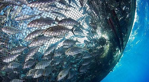 �¿�Aʽ�Ȼ��X�S���P(gu��n)��ˮ�a(ch��n)�B(y��ng)ֳ�I(y��)�Uˮ��̎��