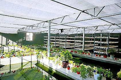 新式懸浮球生物填料廠家小村子的污水竟發(fā)揮出了“大功效”!