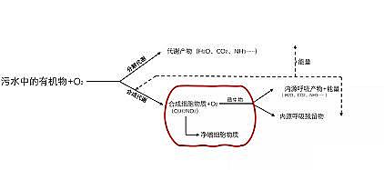 新式蜂窩斜管填料廠家污水廠的基本理論