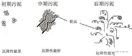 新式蜂窩斜管填料廠家污水廠的基本理論
