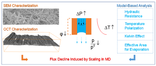 ��ʽϡ����ɰ�V�ϏS�Ұl��Ĥ���sϵ���о��ɹ�