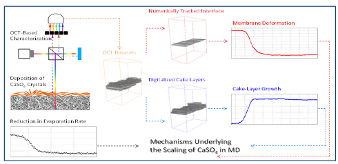 ��ʽϡ����ɰ�V�ϏS�Ұl��Ĥ���sϵ���о��ɹ�