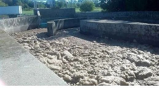 ��Ʒ�|Ҭ������̿�S����Û����ĭ��M. parvicella���ĺ���