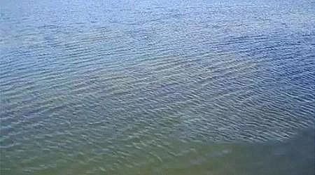 �ϵ���ˮñ���a(ch��n)�S�Ҹ�؛ | ˮ�|(zh��)��ô���?