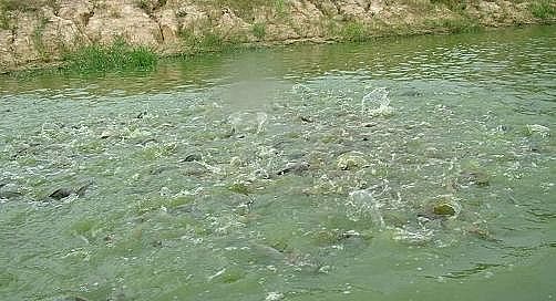 全新鵝卵石濾料廠家養殖尾水治理將有大動作!各地排放標準實行“地域定制”