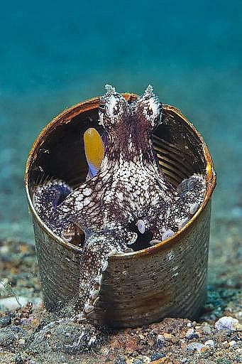 2022年液面覆蓋球廠家這個(gè)“垃圾大國(guó)”,真是讓我開(kāi)眼了!