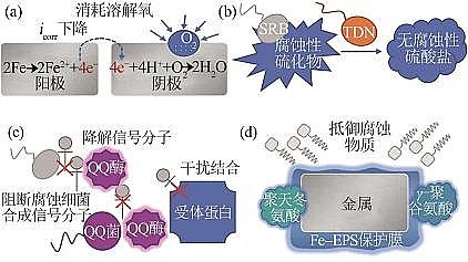 2022年阻垢劑循環(huán)冷卻水微生物調(diào)節(jié)水質(zhì)機(jī)理研究進(jìn)展