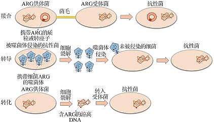 2022年聚合氯化鋁PAC多少錢制藥廢水處理系統(tǒng)中抗生素抗性基因的研究進(jìn)展